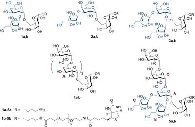 Synthesis of branched and linear galactooligosaccharides related to glucuronoxylomannogalactan of Cryptococcus neoformans